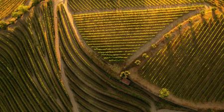 arial view of vineyards - sunlight pouring in from above